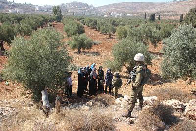 La récolte des olives en Palestine en diminution de moitié par rapport à la moyenne annuelle